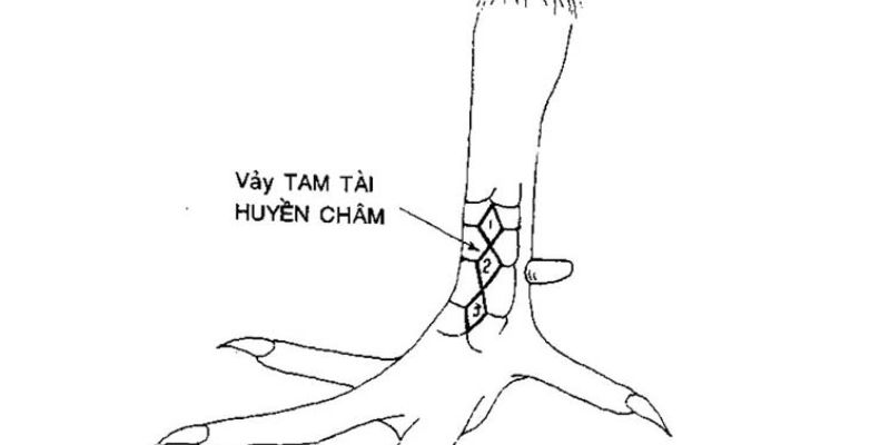 Vảy tam tài huyền trâm 